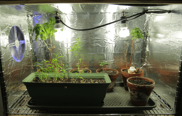 shelf grow setup